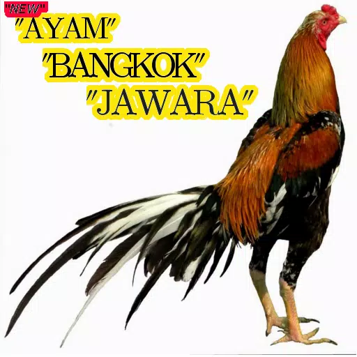 Detail Gambar Ayam Bangkok Jawara Nomer 45