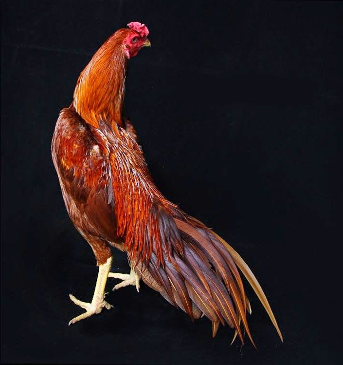 Detail Gambar Ayam Bangkok Juara Nomer 3