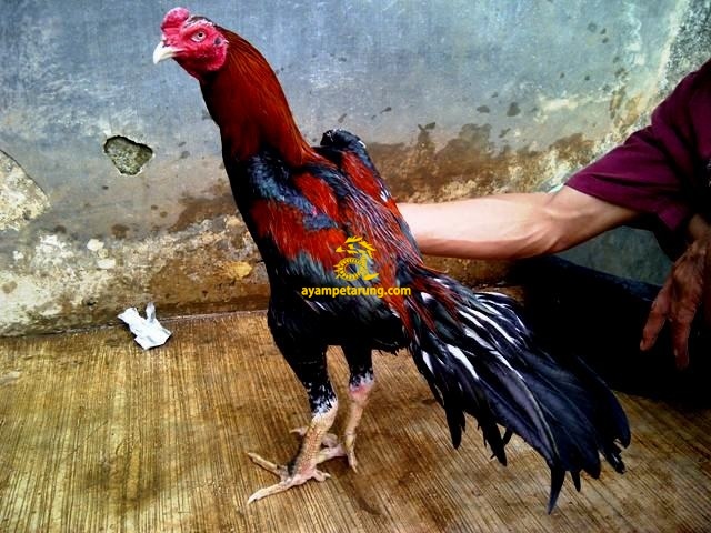 Detail Gambar Ayam Bangkok Juara Nomer 23