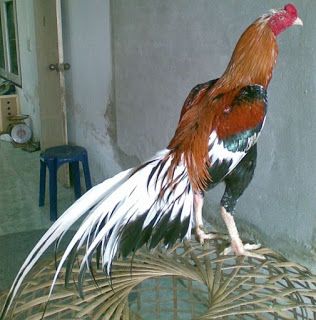 Detail Gambar Ayam Bangkok Juara Nomer 35