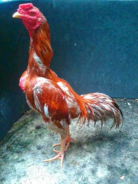 Detail Gambar Ayam Bangkok Juara Nomer 44