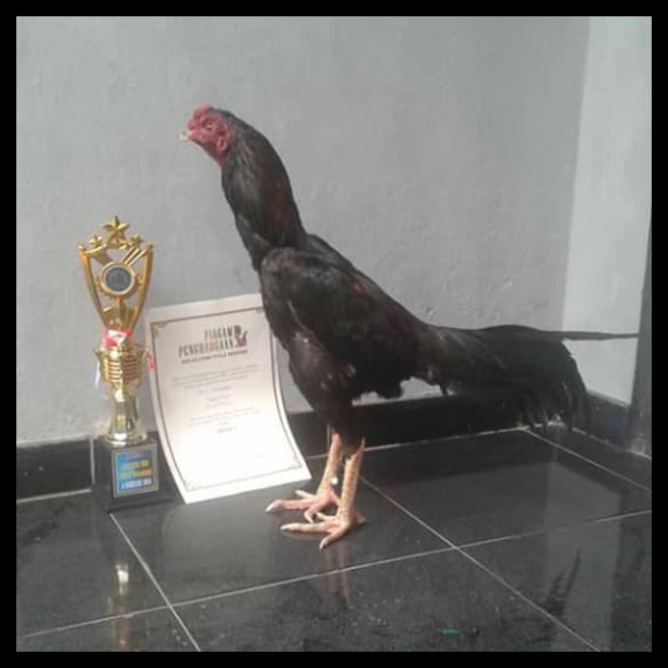 Detail Gambar Ayam Bangkok Juara Nomer 47