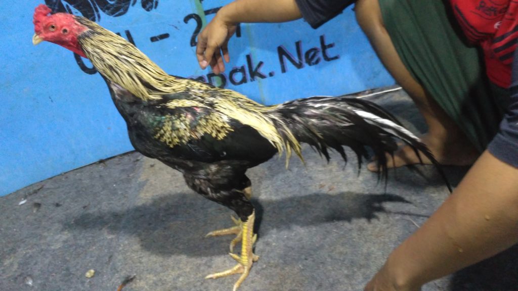 Detail Gambar Ayam Bangkok Pembunuh Nomer 17