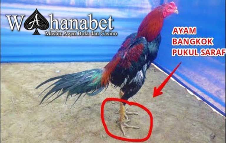 Detail Gambar Ayam Bangkok Pembunuh Nomer 21