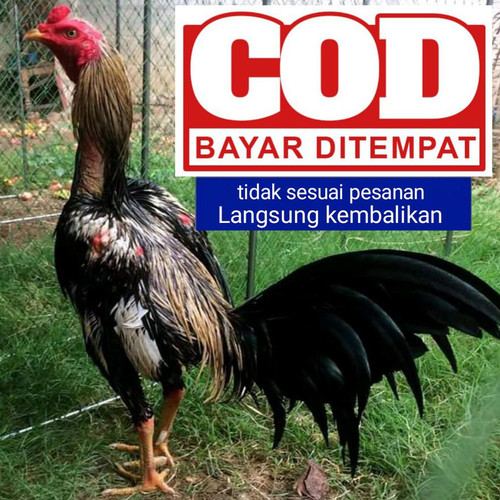 Detail Gambar Ayam Bangkok Pembunuh Nomer 33