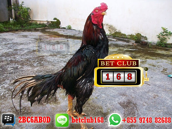 Detail Gambar Ayam Bangkok Pembunuh Nomer 36