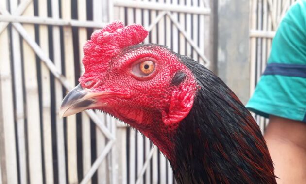 Detail Gambar Ayam Bangkok Pembunuh Nomer 40