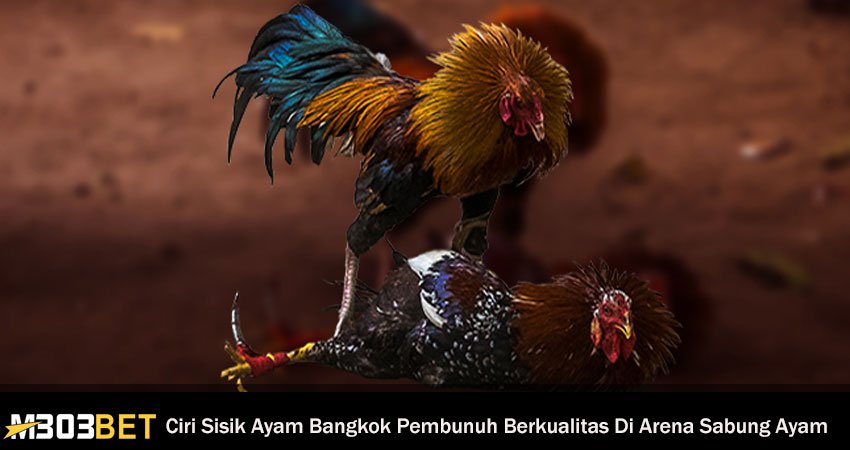 Detail Gambar Ayam Bangkok Pembunuh Nomer 42