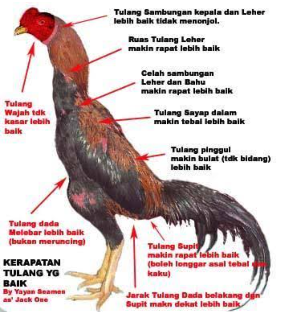 Detail Gambar Ayam Bangkok Super Nomer 22