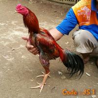 Detail Gambar Ayam Bangkok Super Nomer 36