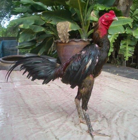 Gambar Ayam Bangkok Terbaik - KibrisPDR