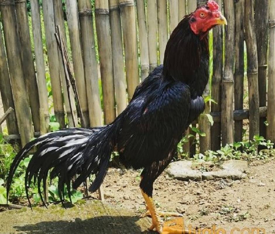 Detail Gambar Ayam Bangkok Terbaik Nomer 15