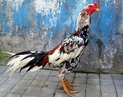 Detail Gambar Ayam Bangkok Terbaik Nomer 23