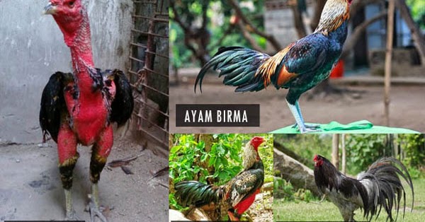 Detail Gambar Ayam Bangkok Terbaik Nomer 28