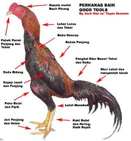 Detail Gambar Ayam Bangkok Terbaik Nomer 36