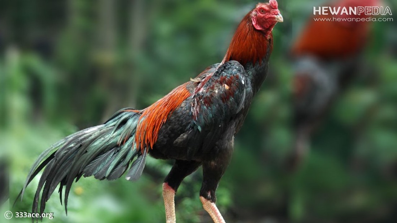 Detail Gambar Ayam Bangkok Terbaik Nomer 50