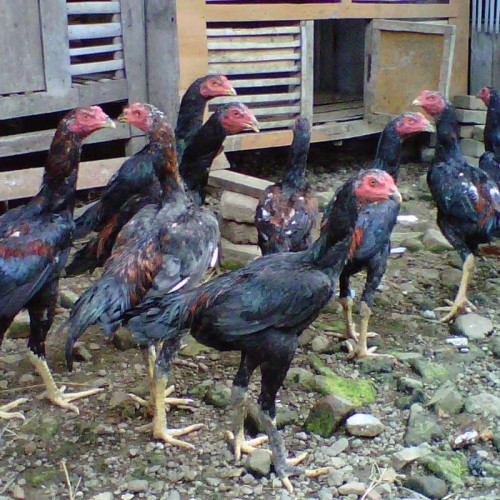 Gambar Ayam Bangkok Umur 2 Bulan - KibrisPDR