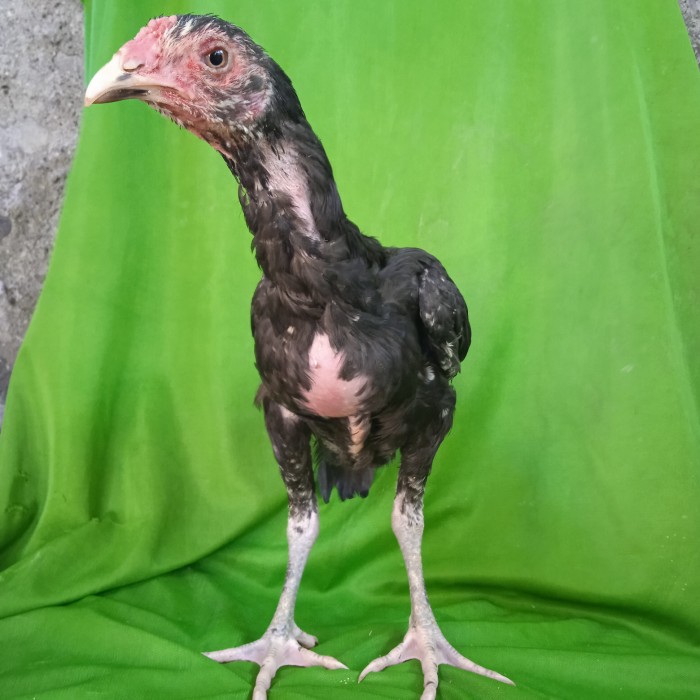 Detail Gambar Ayam Bangkok Umur 2 Bulan Nomer 12