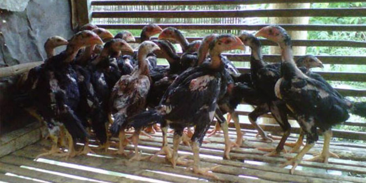 Detail Gambar Ayam Bangkok Umur 2 Bulan Nomer 15