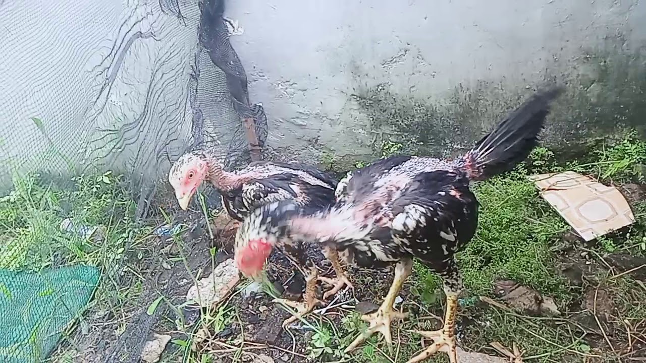 Detail Gambar Ayam Bangkok Umur 2 Bulan Nomer 17