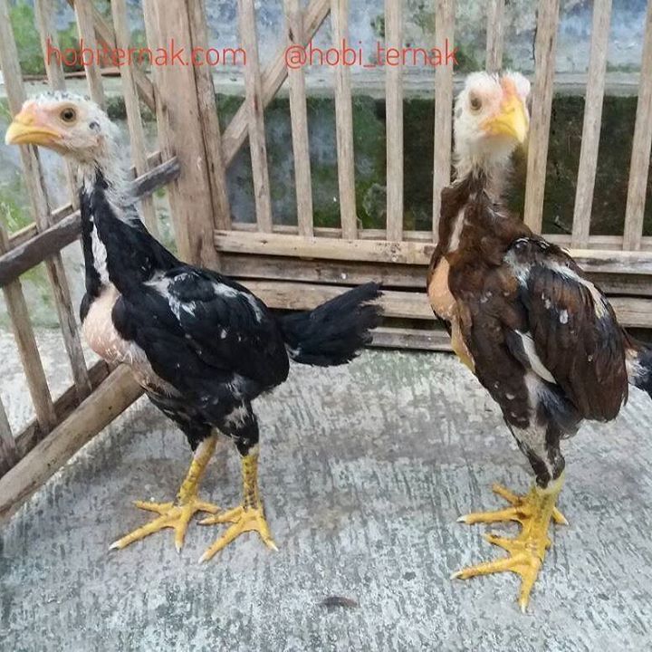 Detail Gambar Ayam Bangkok Umur 2 Bulan Nomer 3