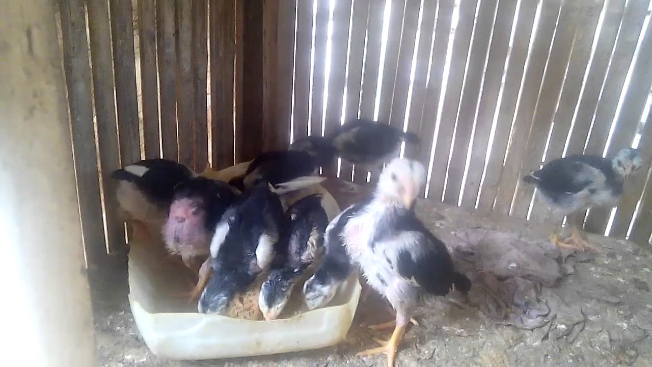 Detail Gambar Ayam Bangkok Umur 2 Bulan Nomer 22