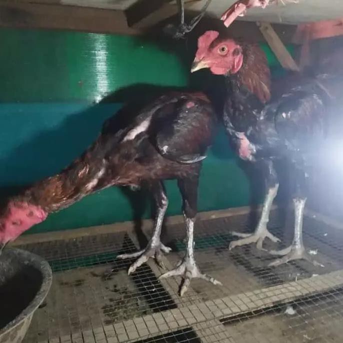 Detail Gambar Ayam Bangkok Umur 2 Bulan Nomer 24