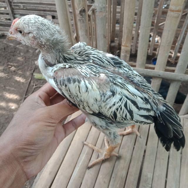 Detail Gambar Ayam Bangkok Umur 2 Bulan Nomer 26