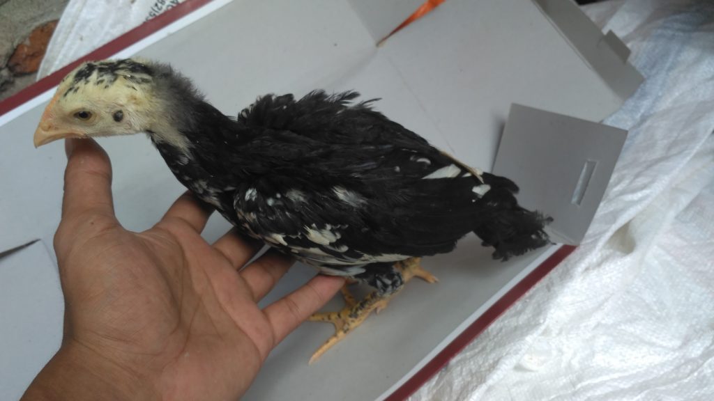 Detail Gambar Ayam Bangkok Umur 2 Bulan Nomer 27