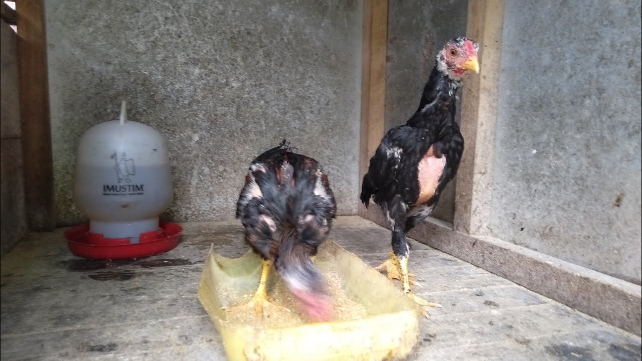 Detail Gambar Ayam Bangkok Umur 2 Bulan Nomer 4