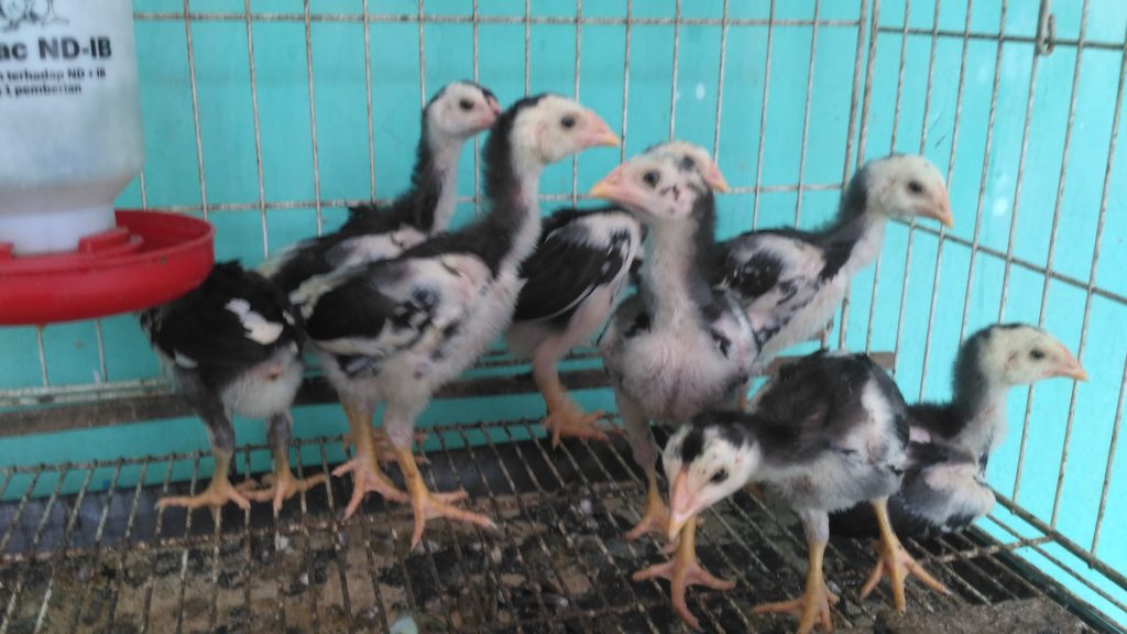 Detail Gambar Ayam Bangkok Umur 2 Bulan Nomer 30