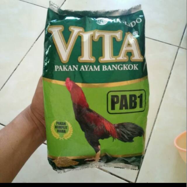 Detail Gambar Ayam Bangkok Umur 2 Bulan Nomer 33