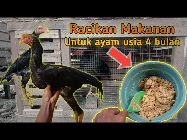 Detail Gambar Ayam Bangkok Umur 2 Bulan Nomer 34