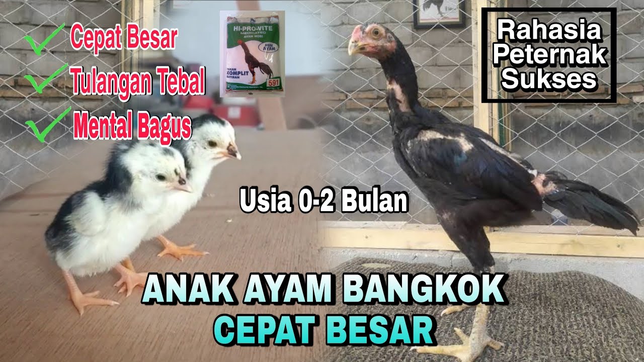 Detail Gambar Ayam Bangkok Umur 2 Bulan Nomer 35