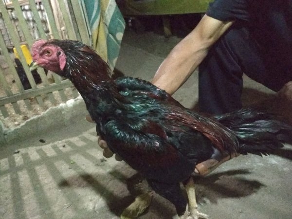 Detail Gambar Ayam Bangkok Umur 2 Bulan Nomer 42