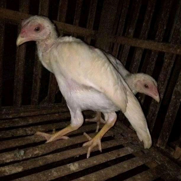 Detail Gambar Ayam Bangkok Umur 2 Bulan Nomer 43