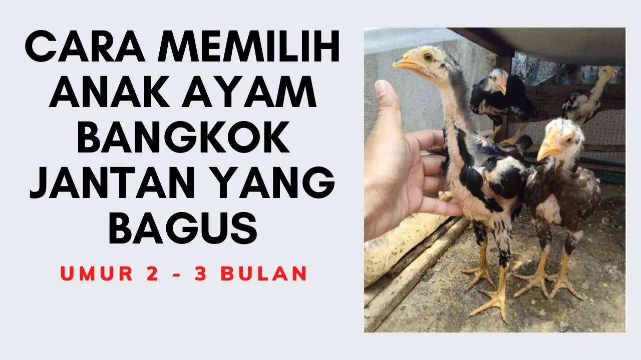 Detail Gambar Ayam Bangkok Umur 2 Bulan Nomer 45