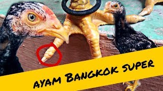 Detail Gambar Ayam Bangkok Umur 2 Bulan Nomer 46