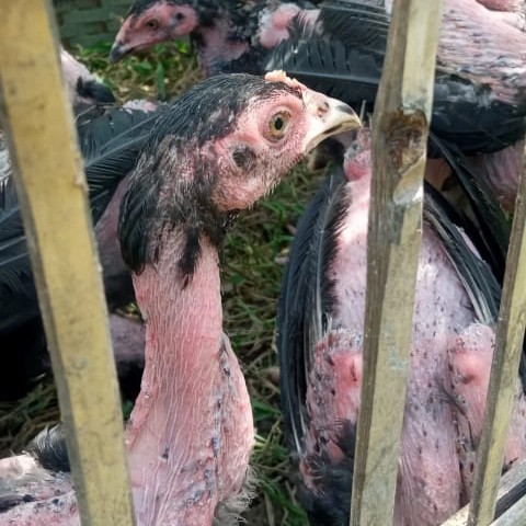 Detail Gambar Ayam Bangkok Umur 2 Bulan Nomer 50