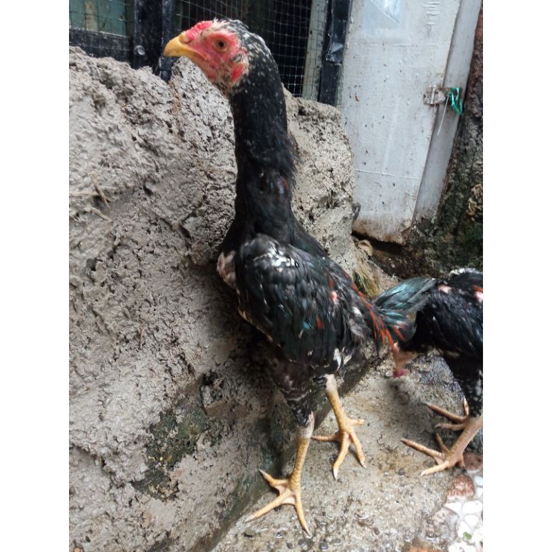 Detail Gambar Ayam Bangkok Umur 2 Bulan Nomer 53