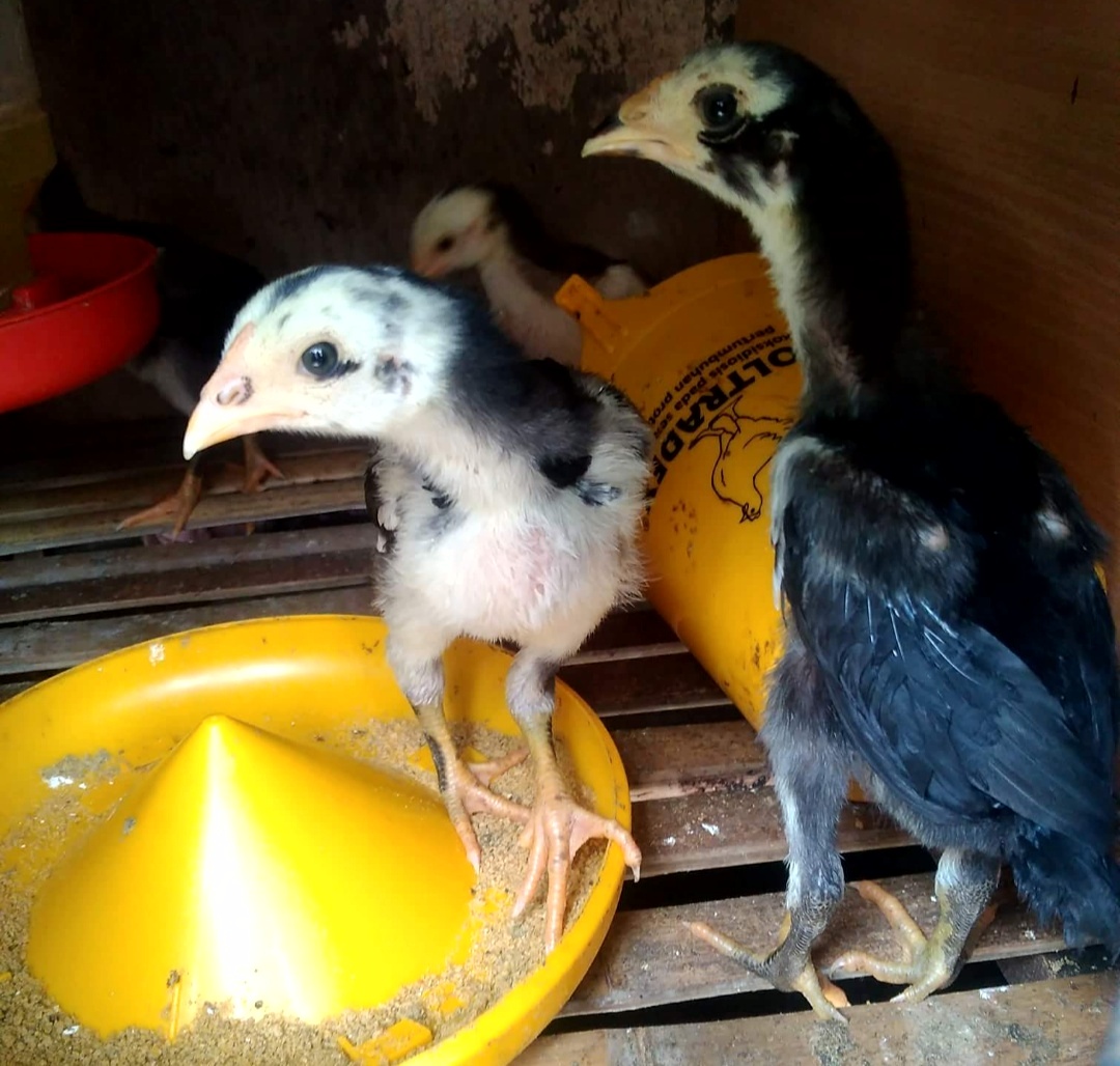 Detail Gambar Ayam Bangkok Umur 2 Bulan Nomer 54