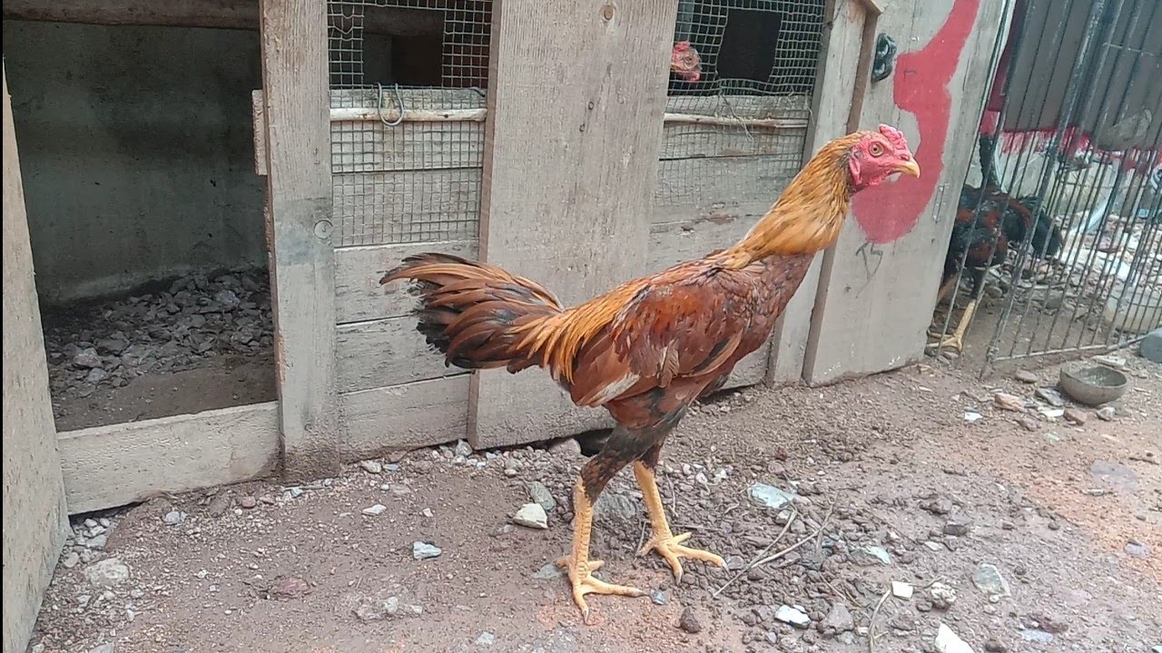 Download Gambar Ayam Bangkok Umur 2 Bulan Nomer 57