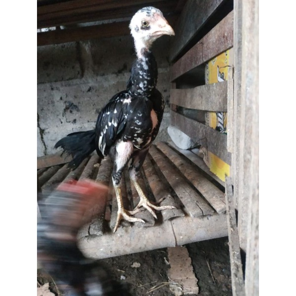 Detail Gambar Ayam Bangkok Umur 2 Bulan Nomer 58