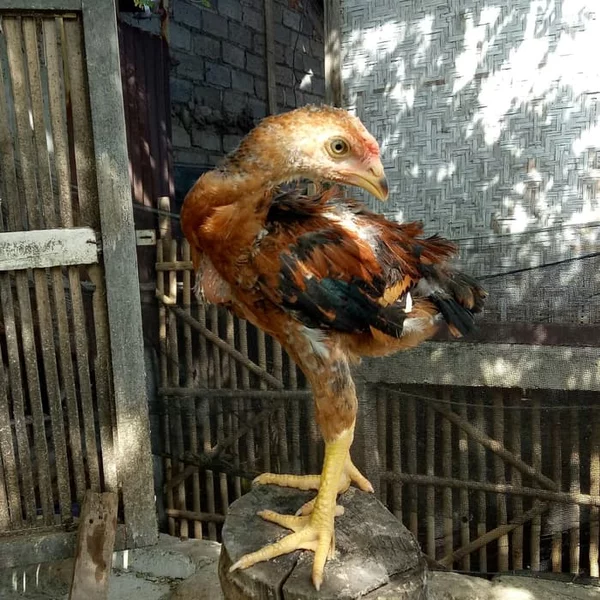 Detail Gambar Ayam Bangkok Umur 2 Bulan Nomer 8