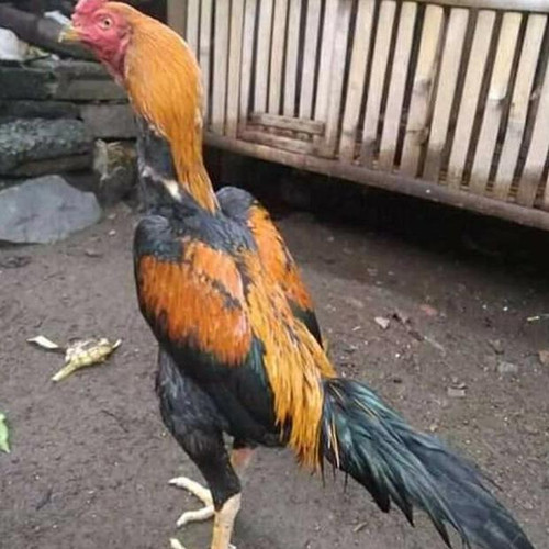 Gambar Ayam Bangkok Wiring Kuning - KibrisPDR