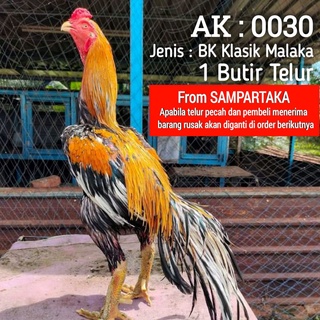 Detail Gambar Ayam Bangkok Wiring Kuning Nomer 3
