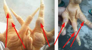 Detail Gambar Ayam Batu Rantai Nomer 25