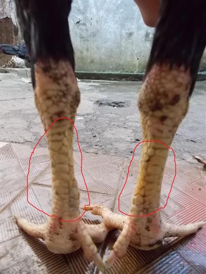 Detail Gambar Ayam Batu Rantai Nomer 30