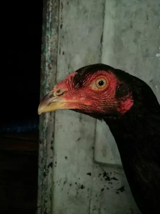 Detail Gambar Ayam Batu Rantai Nomer 32