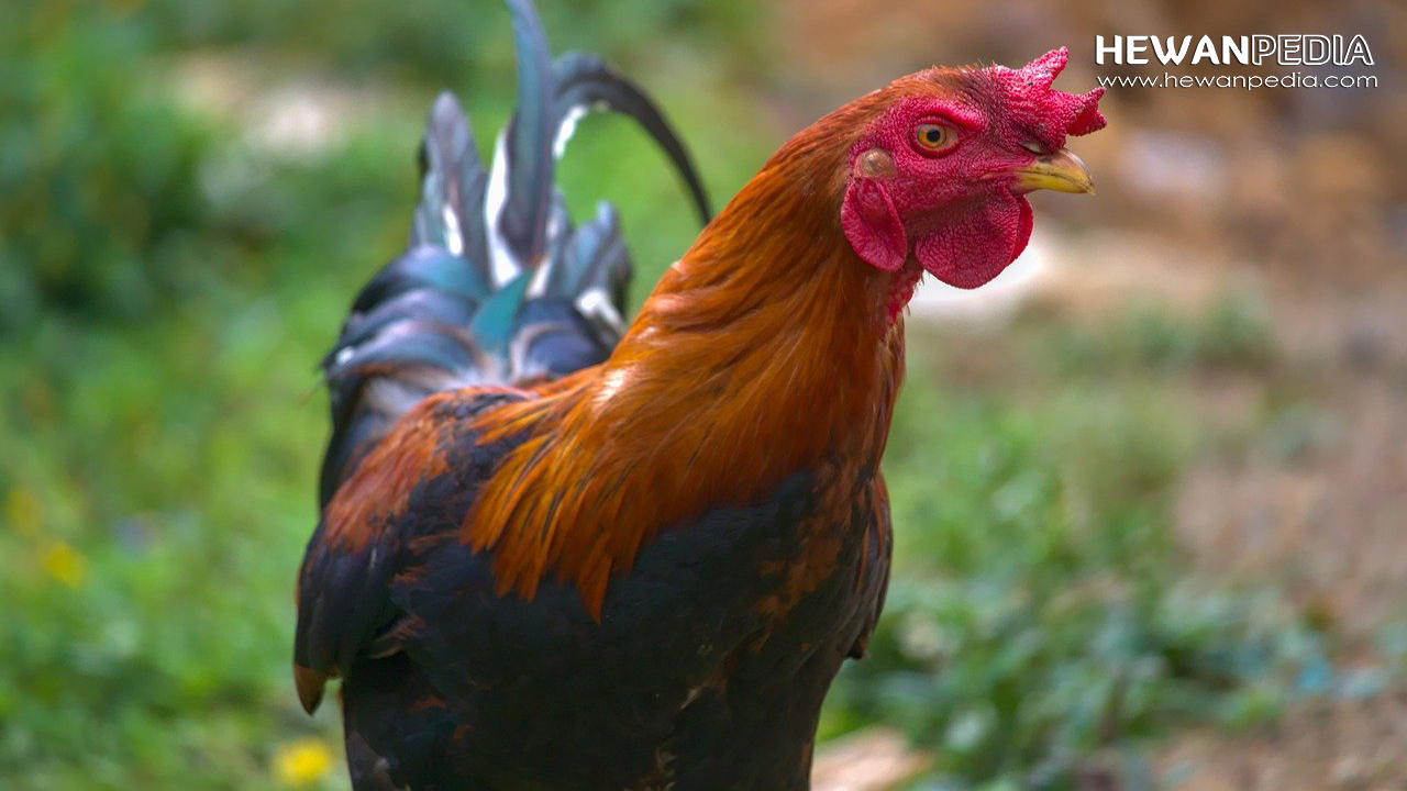 Detail Gambar Ayam Batu Rantai Nomer 43